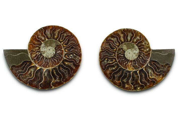 Cut & Polished Ammonite Fossil - Madagascar #377521